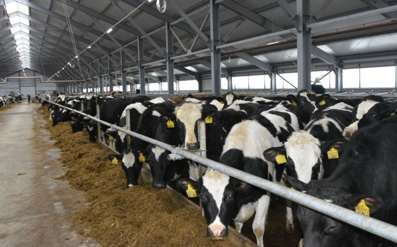 Новый молочный комплекс открыт в Костромской области