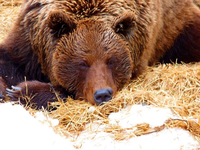 Омский медведь Фома не оценил весну и снова залег в берлогу