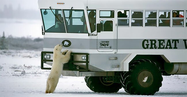 Передвижной отель в тундре: когда твои соседи - полярные медведи