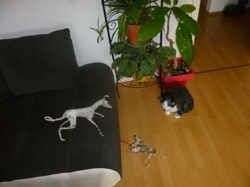 обычная ситуация: животные играют))),кот наблюдает