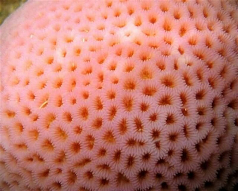 8. Тот самый коралл, на который смотреть не особо приятно
