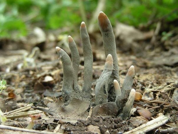 19. «Это гриб, пальцы мертвеца или ксилярия многообразная»