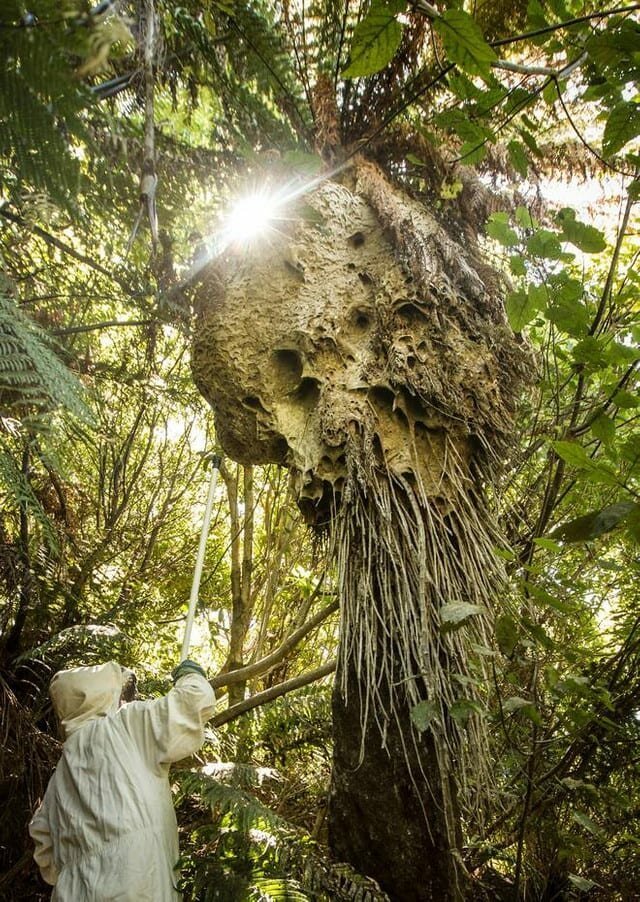 14. «Огромное осиное гнездо в Новой Зеландии»
