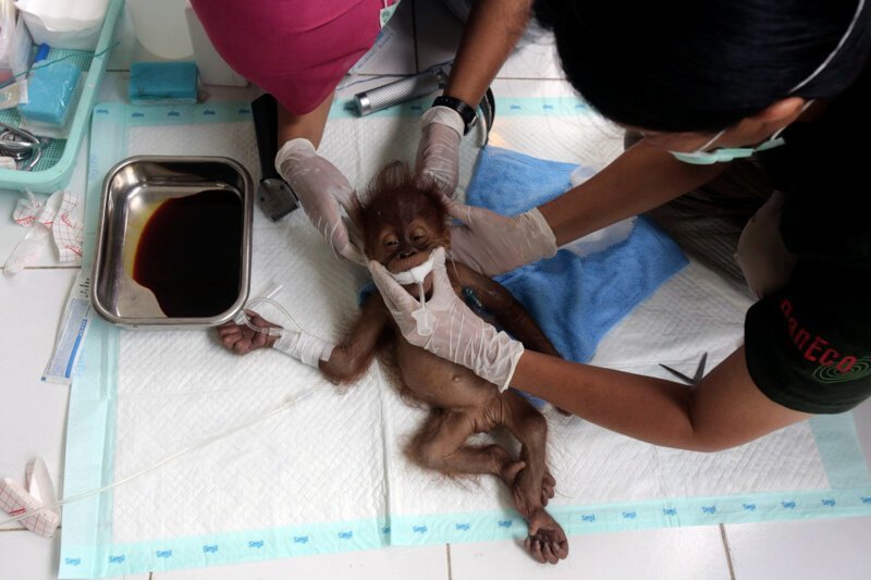 Самка орангутана ослепла, защищая детеныша