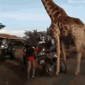 Гифки разные