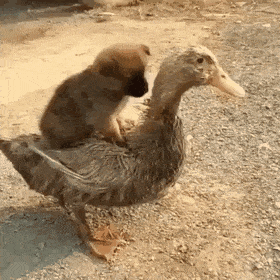 Гифки разные