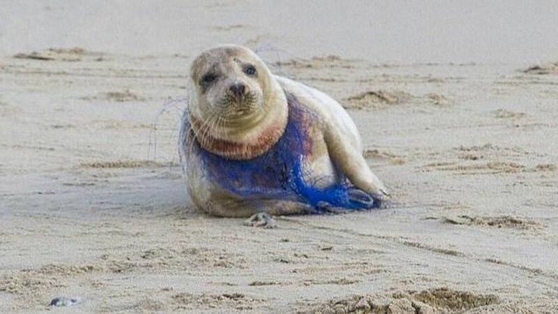 Тюлень, шея которого изрезана сеткой, на побережье Норфолка, Великобритания