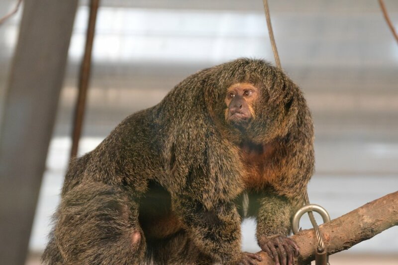 Интернет удивила обезьяна-бодибилдер из финского зоопарка