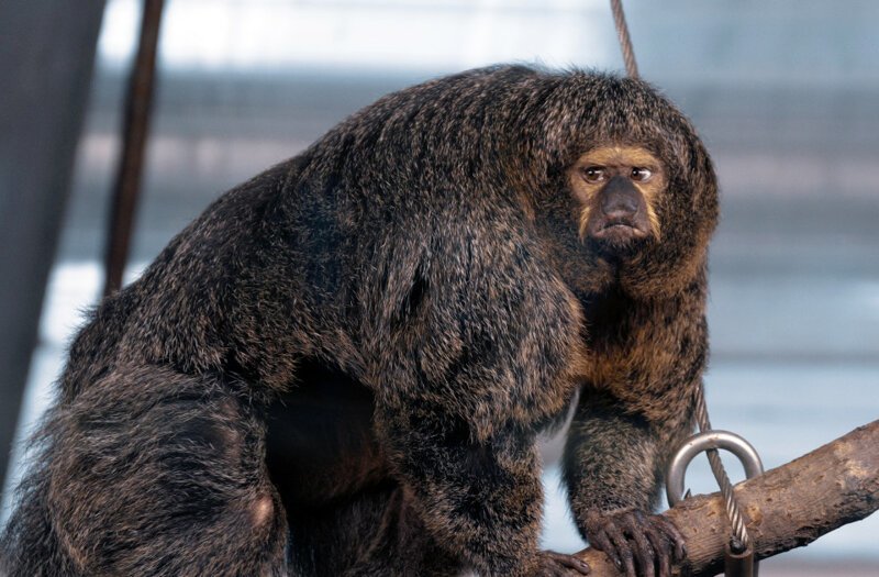 Интернет удивила обезьяна-бодибилдер из финского зоопарка