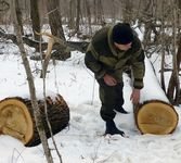Черные лесорубы срубили миллиарды 