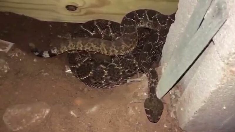 Семья обнаружила под домом страшный сон любого, кто боится змей