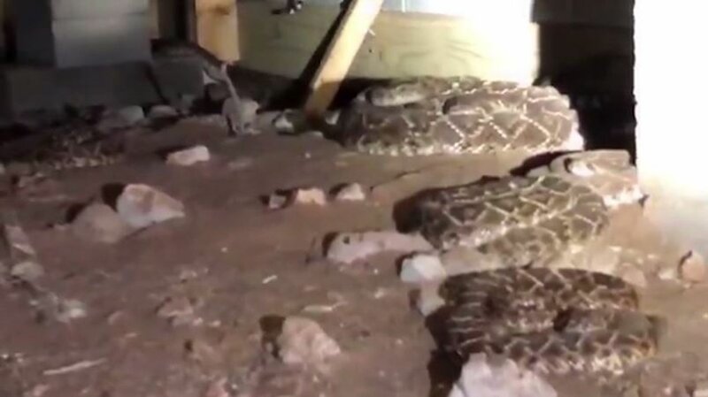 Семья обнаружила под домом страшный сон любого, кто боится змей