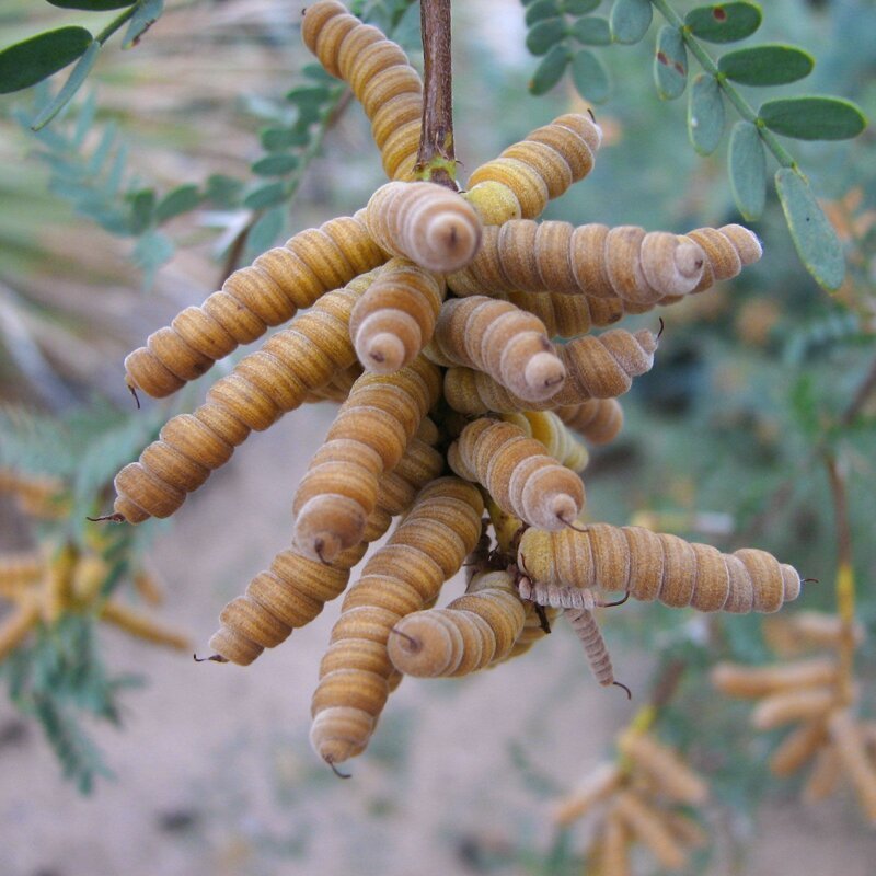 Prosopis pubescens, широко известный как мескит шнека, является разновидностью цветущего кустарника или небольшого дерева семейства гороховых