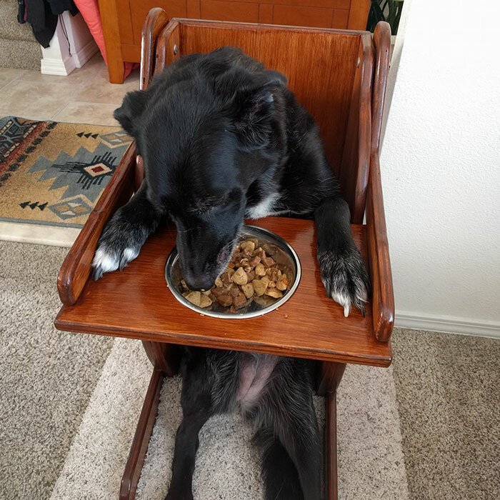 Больная собака не могла нормально есть, и хозяева нашли решение