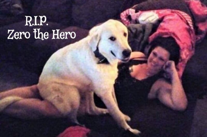 Геройский пес погиб, защищая хозяев во время стрельбы