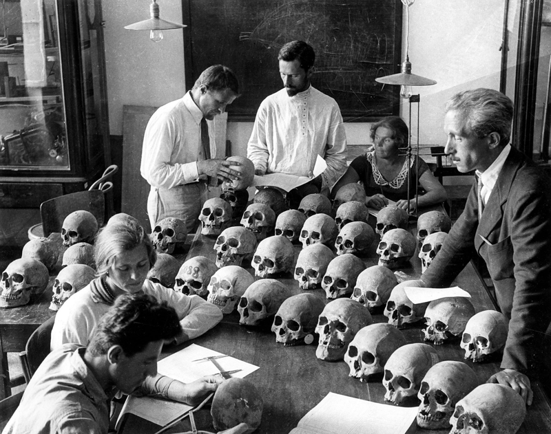 Коллекция черепов в музее антропологии