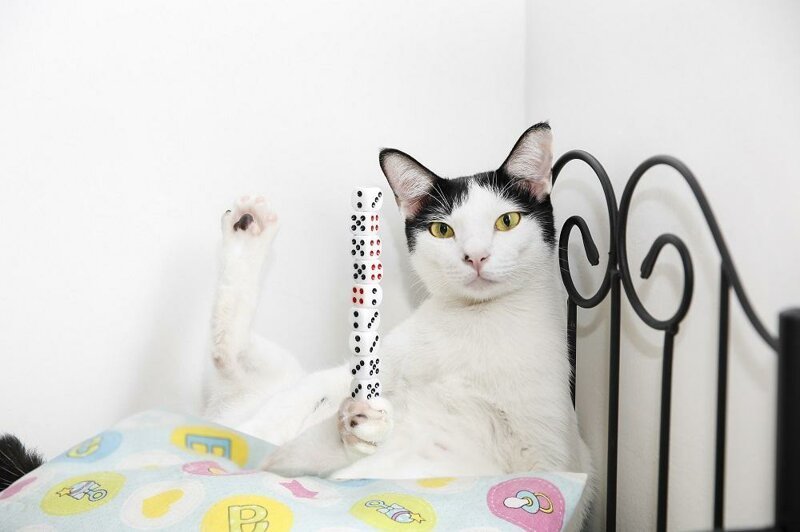 4. А котик по имени Биби может удерживать на своей лапке башенку, состоящую из девяти игральных костей