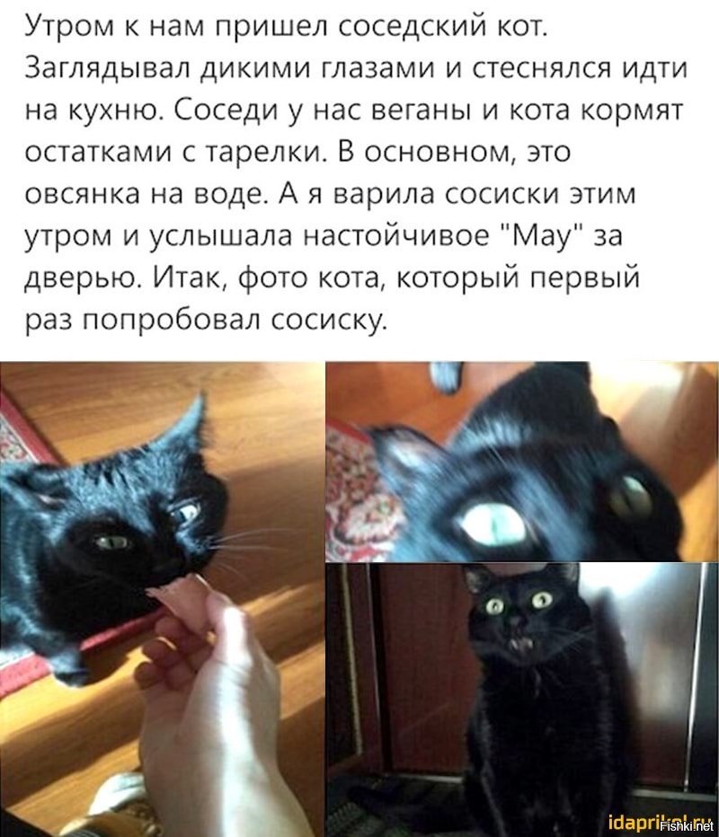 Смешные истории про котов