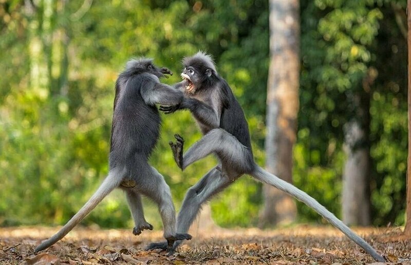 Фотографу из Питера удалось запечатлеть между двумя приматами драку в стиле кунг-фу