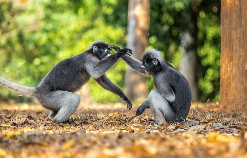 Фотографу из Питера удалось запечатлеть между двумя приматами драку в стиле кунг-фу