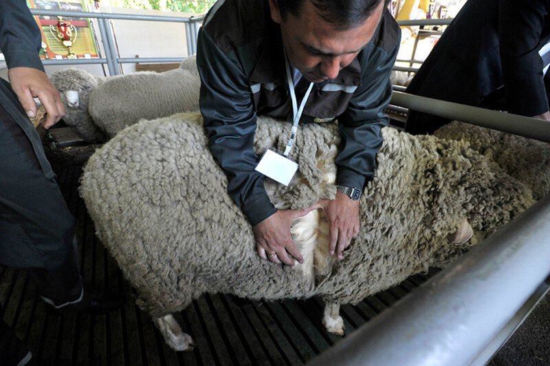 На Ставрополье выведены две новые породы овец
