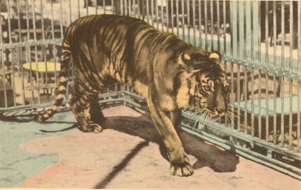4. Яванский тигр