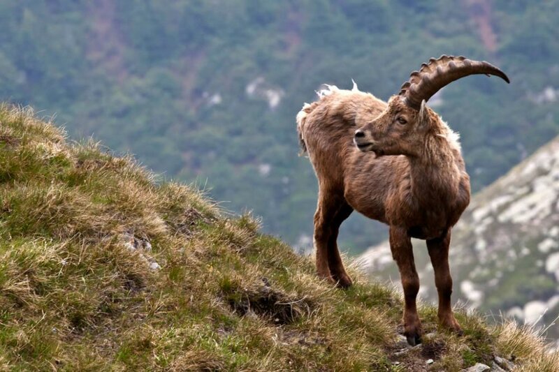 1. Бесейтский горный козёл