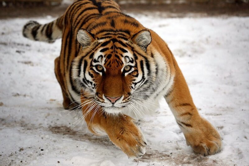 5. Амурский тигр