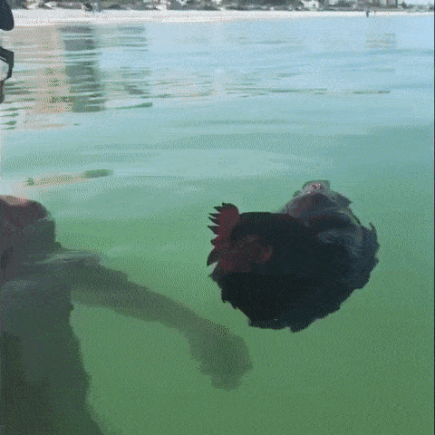 Водоплавающая курица