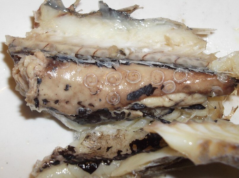 Как реанимировать рыбу. Личинки селёдочного червя (Anisakis Simplex).
