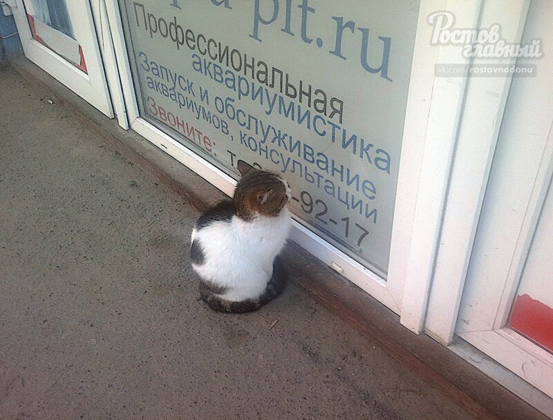 В Ростове найдены читающие коты