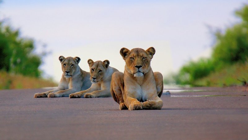 Львицы в национальном парке Крюгер, ЮАР