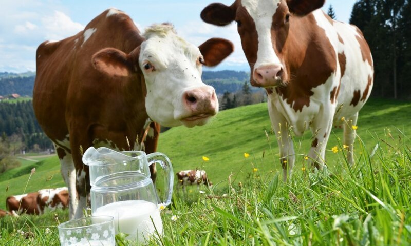 В Иркутской области вывели новую высокопродуктивную молочную породу коров «Сибирячка»