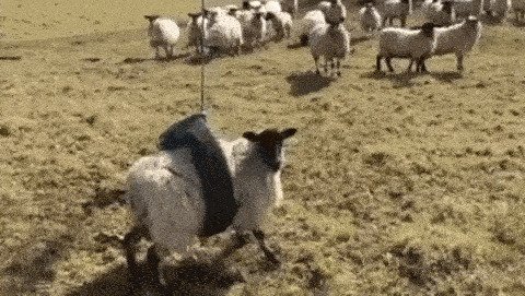И овечка