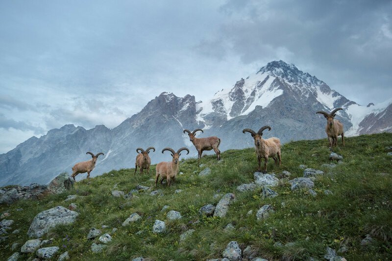 «Хранители Кавказских гор». Автор фото: Наталия Федосова.