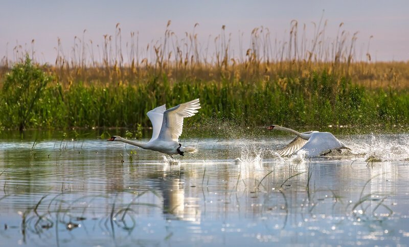 «Дикие лебеди в дельте Волги». Автор фото: Фёдор Лашков.