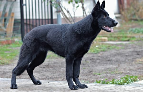 Немецкая овчарка: фото собаки, описание, характер породы - Purina ONE®
