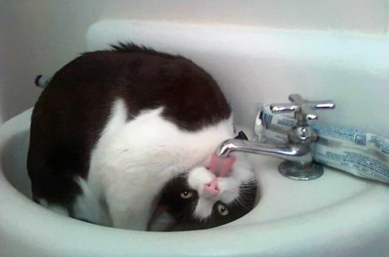 10. "Когда я чищу зубы, я должна оставлять кран включенным, чтобы кошка могла пить из раковины в ванной. Если я этого не сделаю, меня обругают громким мяуканьем," — Gerbilena