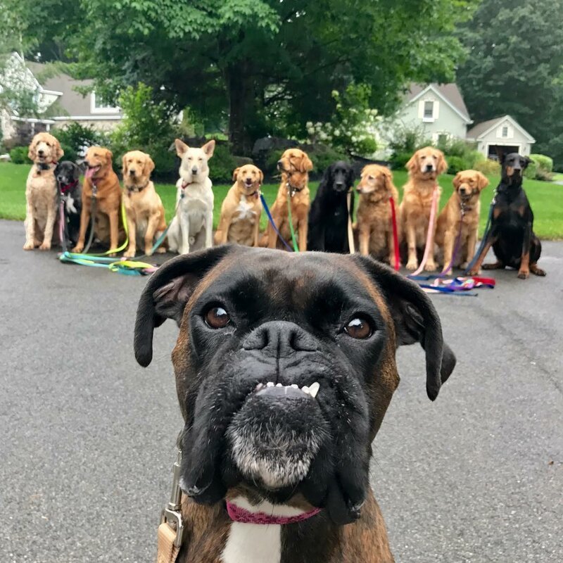 В Нью-Йоркской службе по выгулу собак делают крутейшие групповые фото своих подопечных