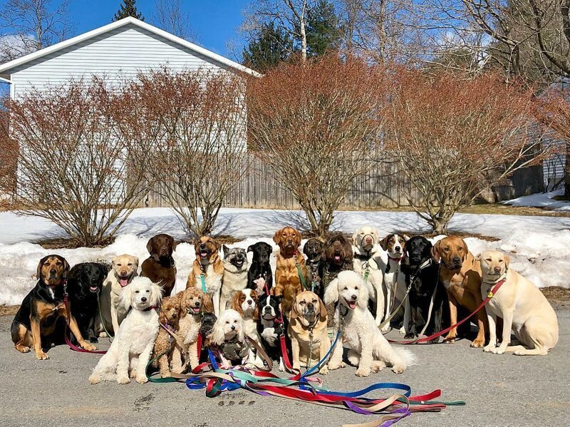 В Нью-Йоркской службе по выгулу собак делают крутейшие групповые фото своих подопечных