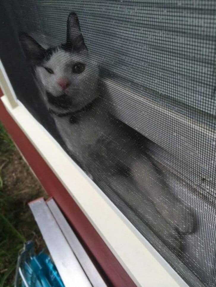 Он просто хотел посмотреть в окно