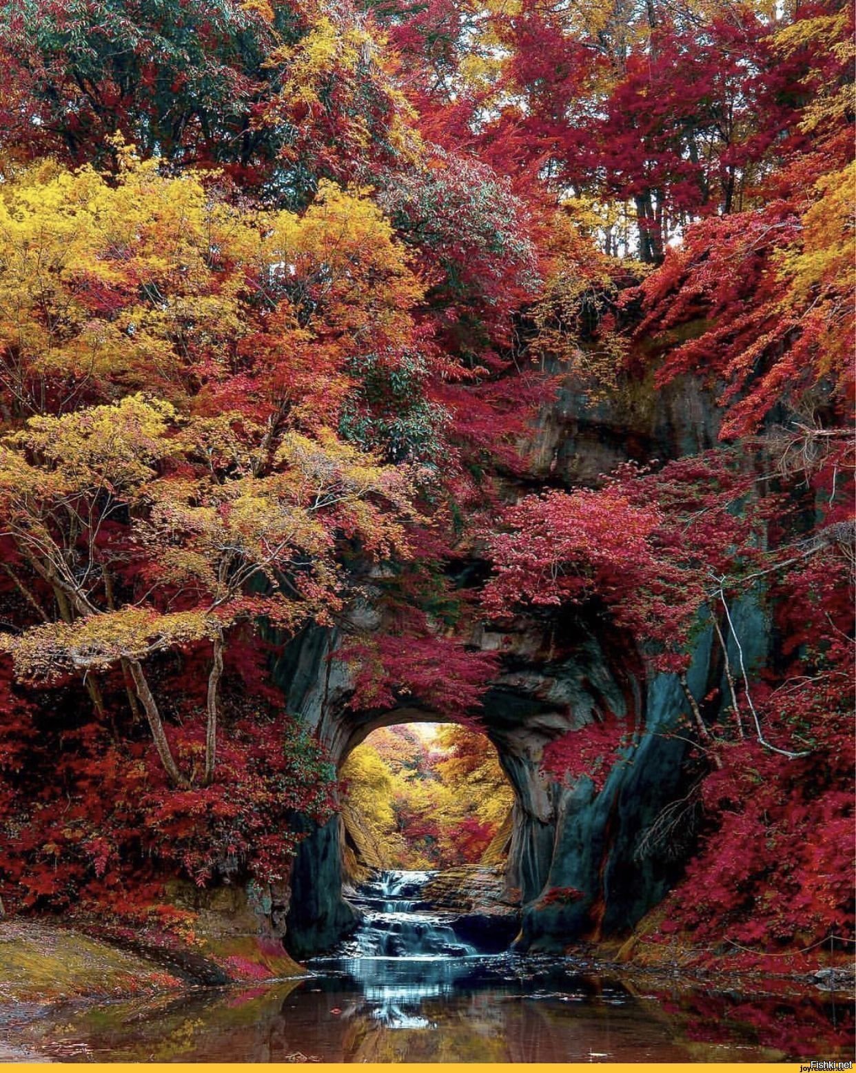 Очень красивая осень. Японские клены Момидзи. Японский клен Орегон. Водопад Номизо Кимицу Япония. Природа осенью.
