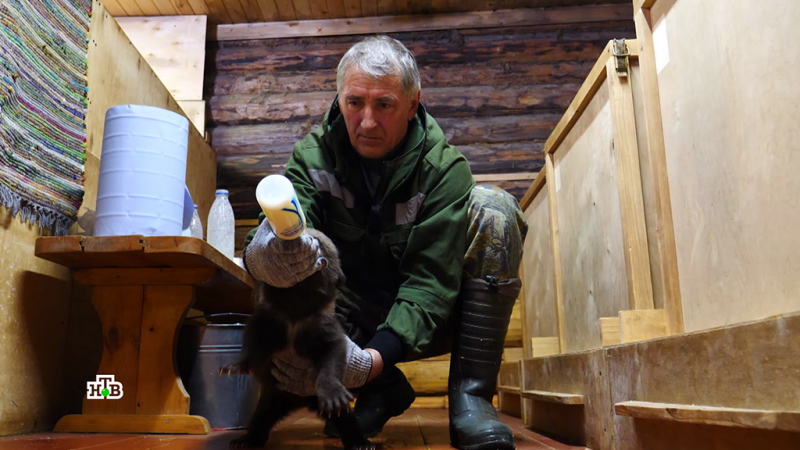 Заменил папу: российский биолог спас и воспитал 230 медвежат