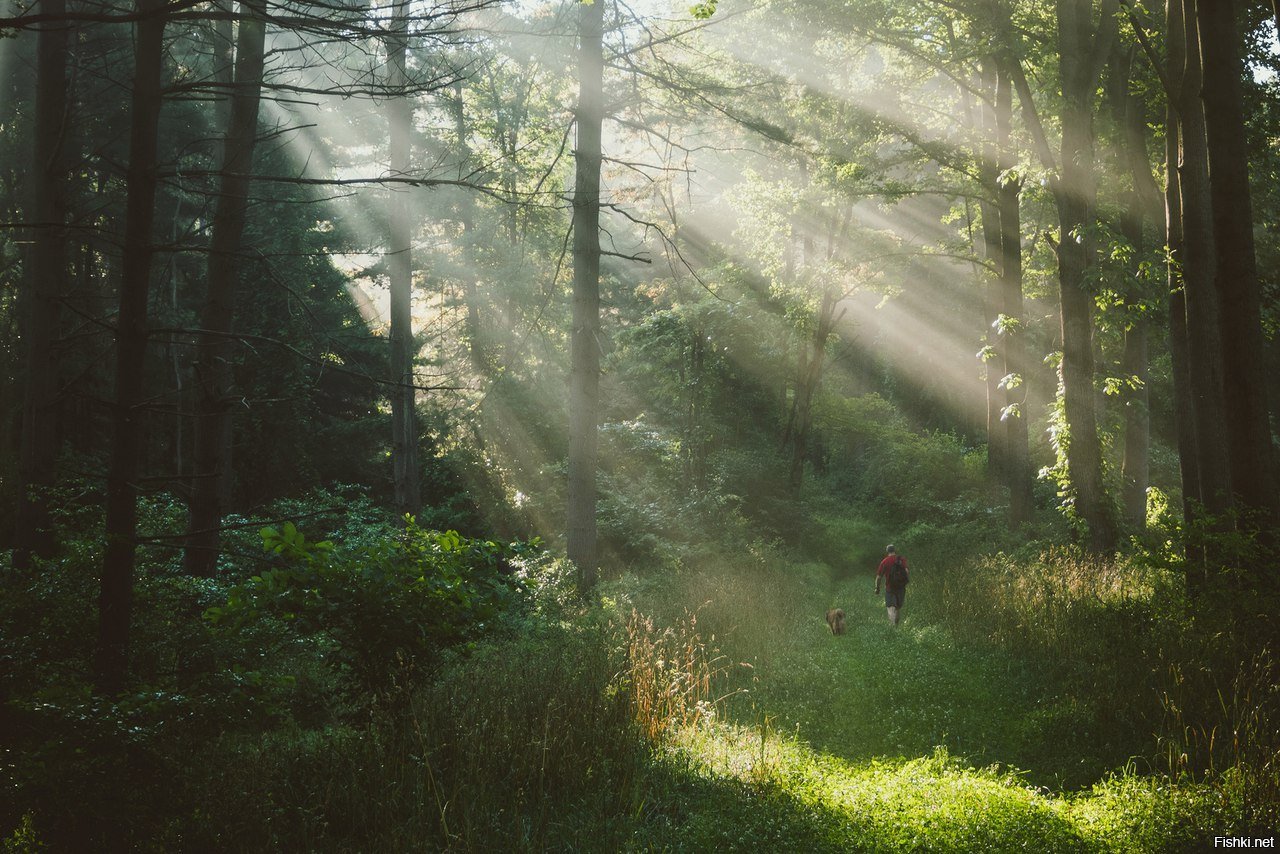 Душа в лесу. Дорога у леса. Березовая роща навля. Лес у дороги. Дорога среди деревьев.
