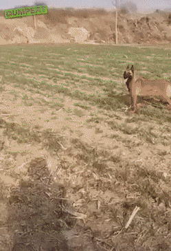 Гифки разные