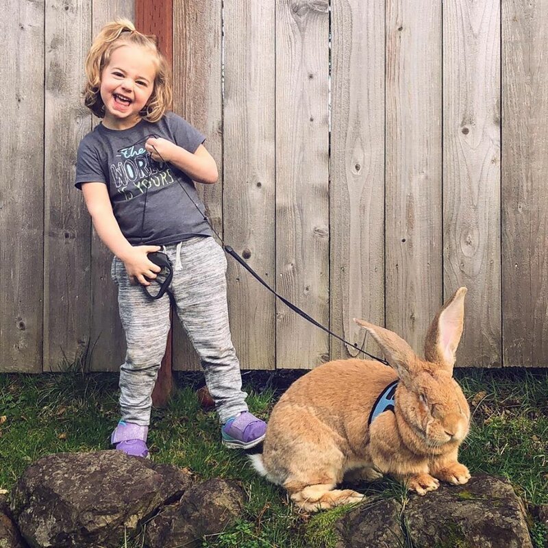 Трехлетней американке подарили гигантского кролика, и теперь они лучшие друзья