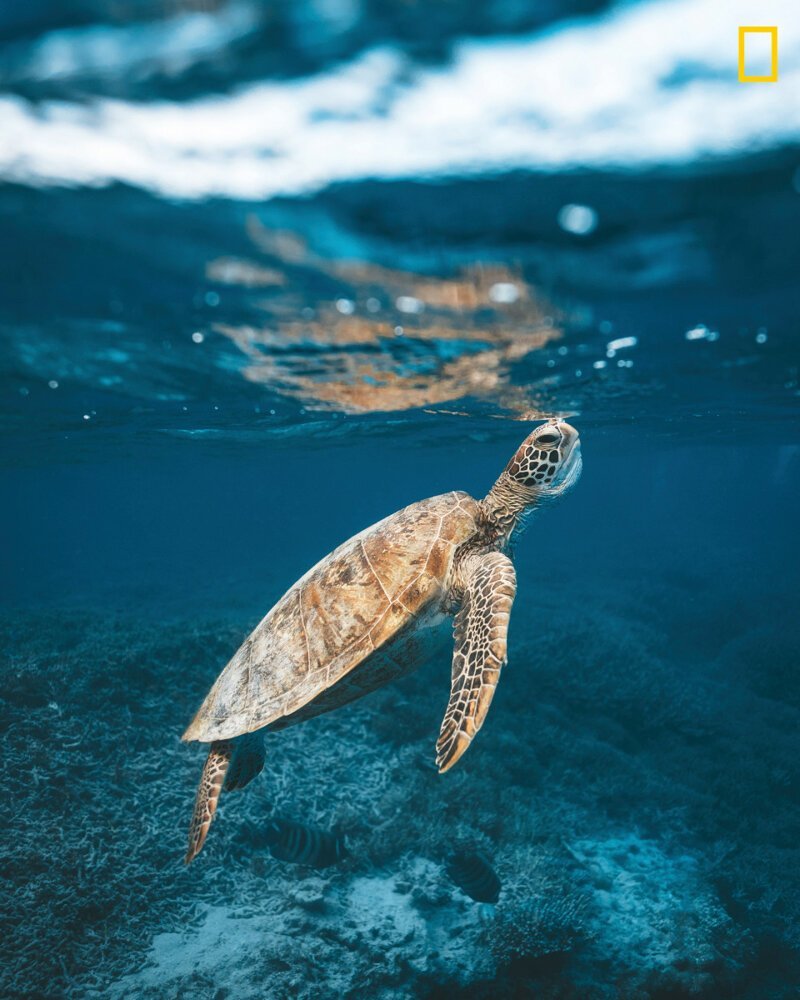 Морская черепаха всплывает, чтобы набрать воздуха неподалеку от острова Херон, южная часть Большого Барьерного рифа (Фото: Джеймс Водичка)