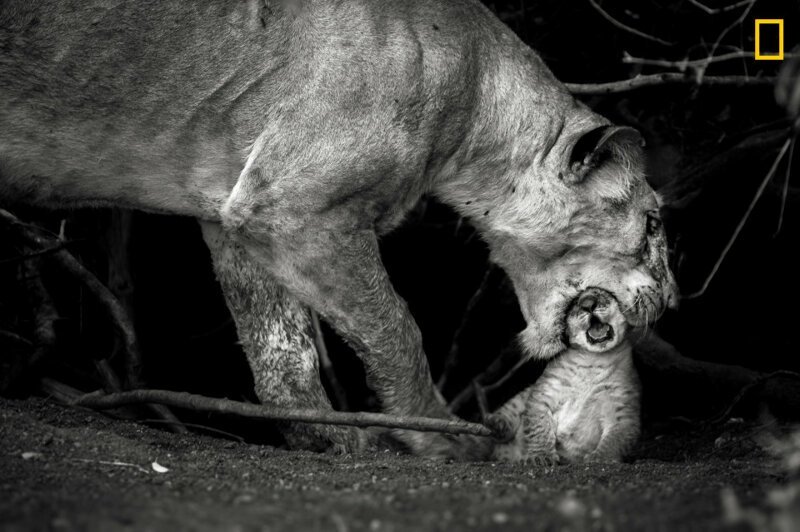 Львица с детенышем в заповеднике Масаи-Мара, Кения (Фото: Соналини Кетрапал)