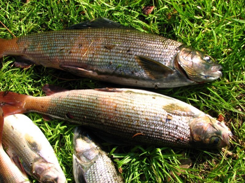 Рыбачим в долине реки Туралыг. Хакасия