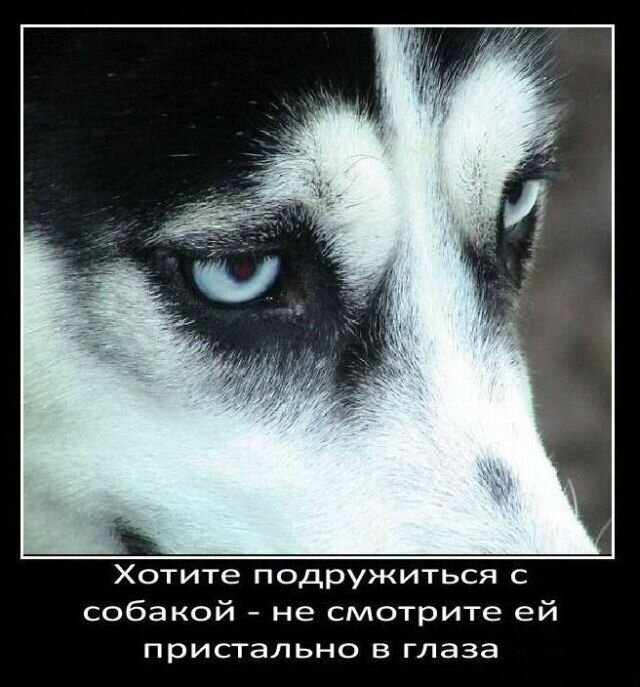 Факты о собаках